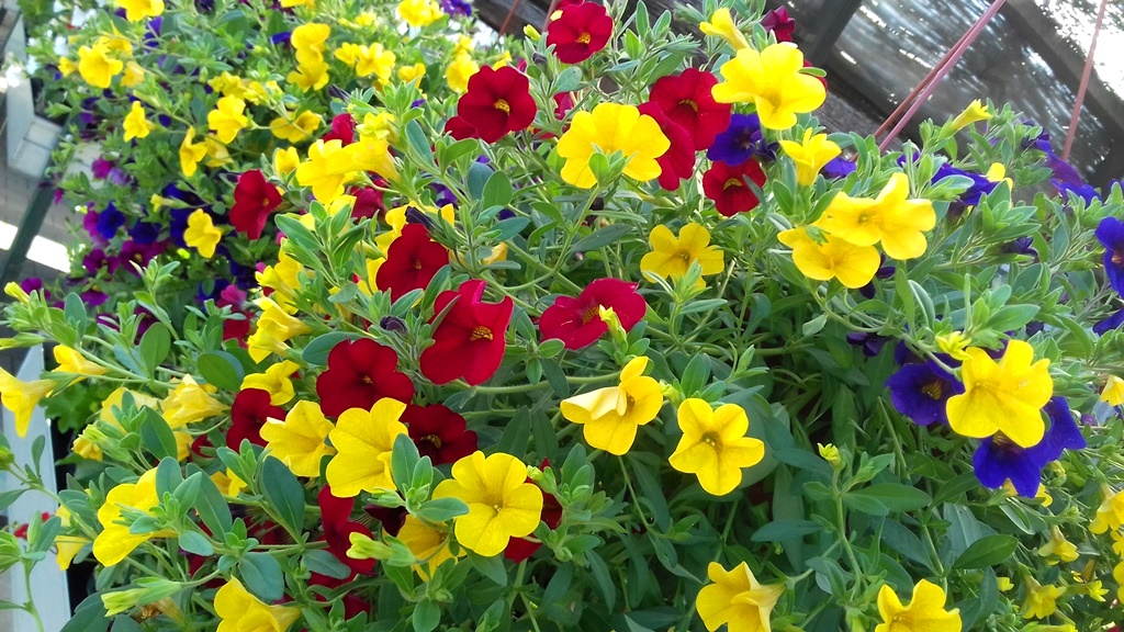 Plant (7).jpg